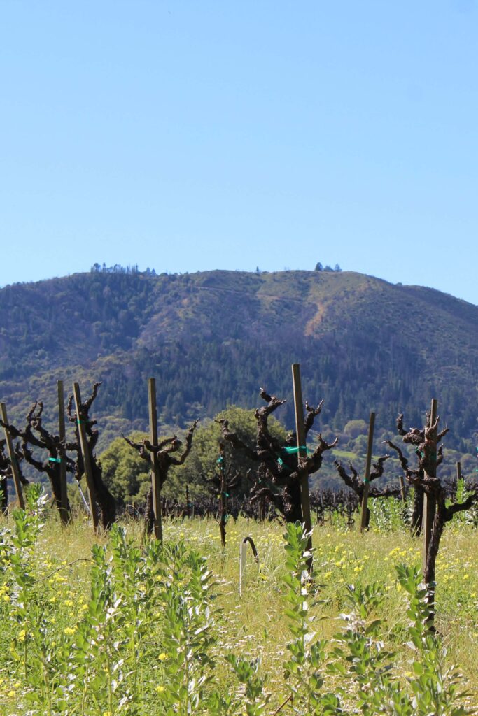 a scene of the vines in winter with mountains in the background