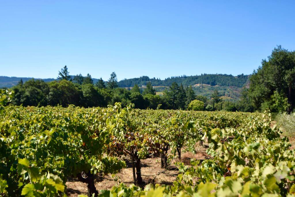 wide shot of the vineyard, lush, green grape leaves brushing the bottom of the frame